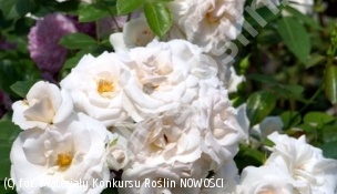 zdjecie rosliny: róża ASPIRIN ROSE \'Taniripsa\'