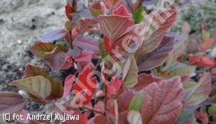 zdjecie rosliny: fotergilla Gardena \'Glaucophylla\'