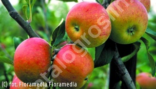 zdjecie rosliny: jabłoń \'Koksa Pomarańczowa\'