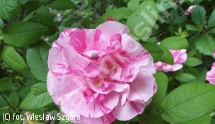 zdjecie rosliny: róża francuska \'Versicolor\'