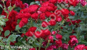 zdjecie rosliny: róża SCARLET MEIDILAND \'Meikrotal\'