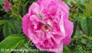 zdjecie rosliny: róża pomarszczona ANGELIA PURPLE \'Minrugo4\'