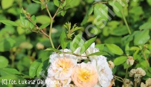 zdjecie rosliny: róża \'Ghislaine de Féligonde\'