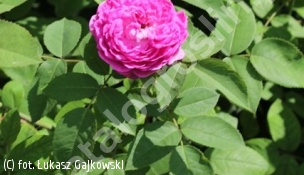 zdjecie rosliny: róża \'Reine des Violettes\'