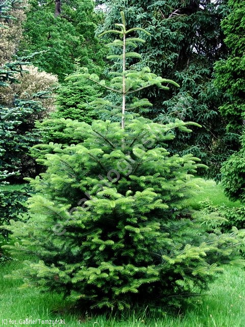 jodła grecka