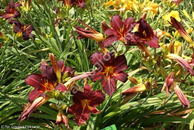 Hemerocallis chicago blackout