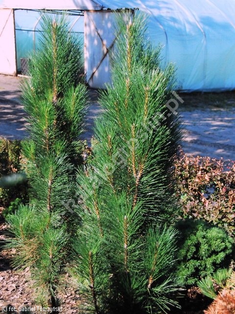 Pinus Nigra Green Rocket