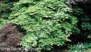 zdjecie rosliny: klon japoński \'Aconitifolium\'