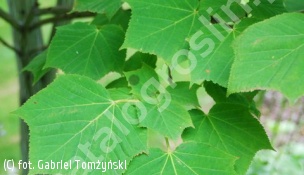 zdjecie rosliny: klon zielonokory