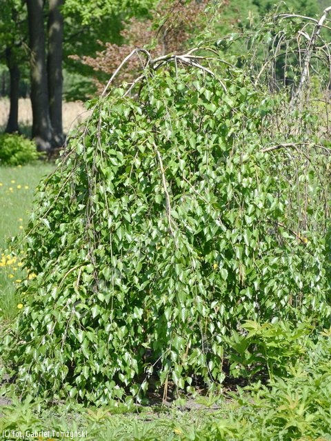 Betula pendula 'Long Trunk' brzoza brodawkowata 'Long Trunk' - katalog  roślin Związku Szkółkarzy Polskich