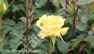 zdjecie rosliny: róża GOLDEN MEDALLION \'Kornanze\'