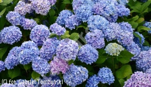 zdjecie rosliny: hortensja ogrodowa \'Nikko Blue\'