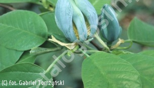 zdjecie rosliny: magnolia drzewiasta