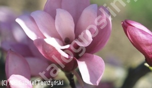 zdjecie rosliny: magnolia \'Betty\'