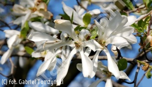 zdjecie rosliny: magnolia japońska
