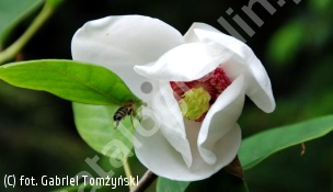 zdjecie rosliny: magnolia Siebolda