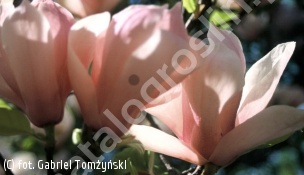 zdjecie rosliny: magnolia Soulange\'a \'Alexandrina\'