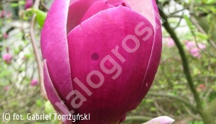zdjecie rosliny: magnolia Soulange\'a \'Lennei\'