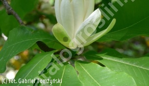 zdjecie rosliny: magnolia parasolowata