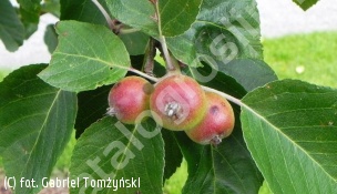zdjecie rosliny: jabłoń Tschonoskiego