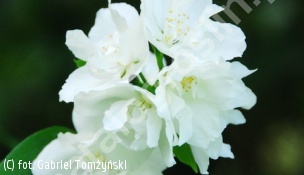 zdjecie rosliny: jaśminowiec \'Bouquet Blanc\'