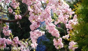 zdjecie rosliny: wiśnia \'Kiku-shidare-zakura\'