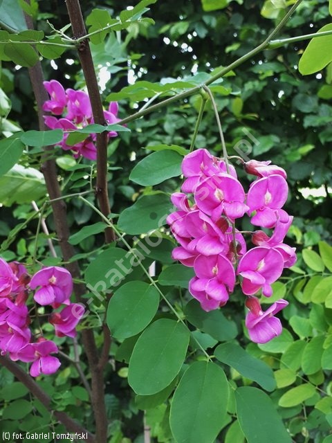 Robinia x margaretta ´Casque Rouge´, Schöner kleinkroniger …