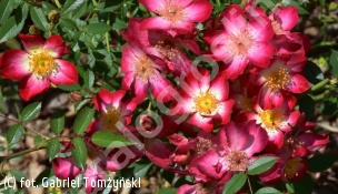 zdjecie rosliny: róża STAR PROFUSION \'Horcoexist\'