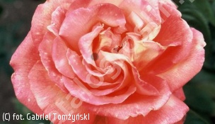 zdjecie rosliny: róża TROIKA \'Poultroi\'