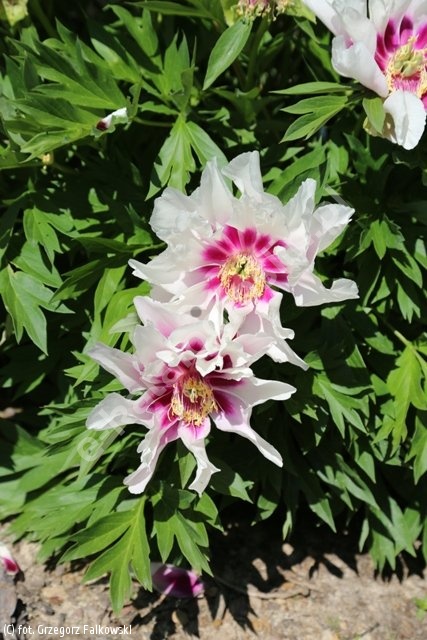 Paeonia 'Cora Louise' piwonia 'Cora Louise' - katalog roślin Związku  Szkółkarzy Polskich