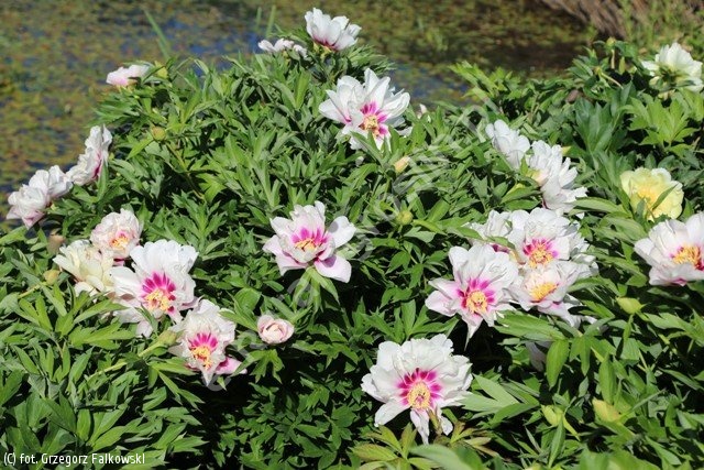 Paeonia 'Cora Louise' piwonia 'Cora Louise' - katalog roślin Związku  Szkółkarzy Polskich