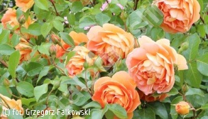 zdjecie rosliny: róża PAT AUSTIN \'Ausmum\'