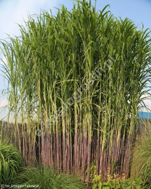 Miscanthus lutarioriparius miskant lutarioriparius - katalog roślin Związku  Szkółkarzy Polskich