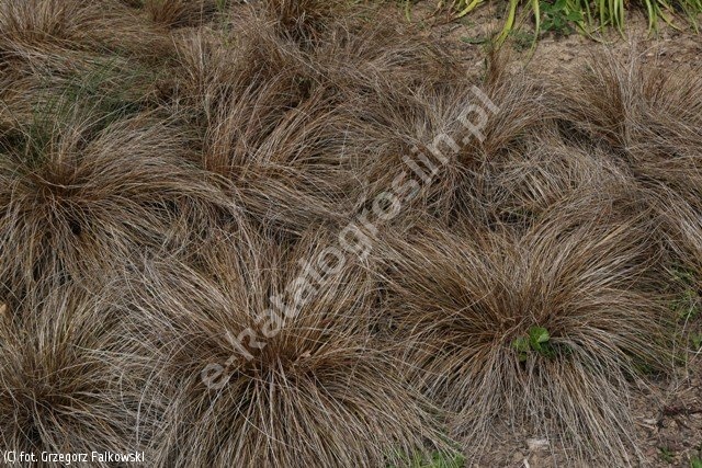 Carex comans Perfection' włosowa 'Bronze Perfection' - katalog Szkółkarzy Polskich