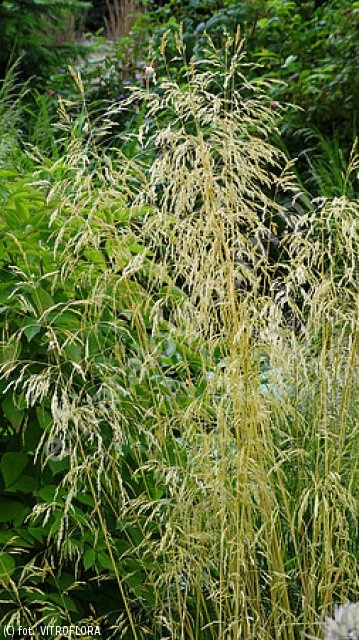śmiałek darniowy \'Goldschleier\'