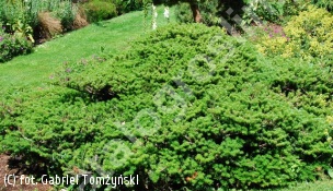 zdjecie rosliny: jodła koreańska \'Green Carpet\'