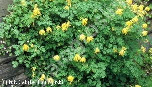 zdjecie rosliny: kokorycz żółta