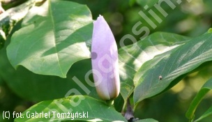 zdjecie rosliny: magnolia \'Iolanthe\'