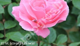 zdjecie rosliny: róża \'Queen Elizabeth\'