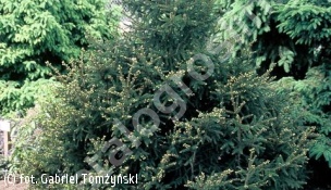 zdjecie rosliny: świerk kaukaski Gracilis