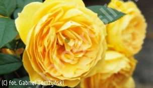 zdjecie rosliny: róża BERNSTEIN ROSE \'Taneitber\'