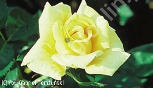 zdjecie rosliny: róża BEROLINA \'Korpriwa\'