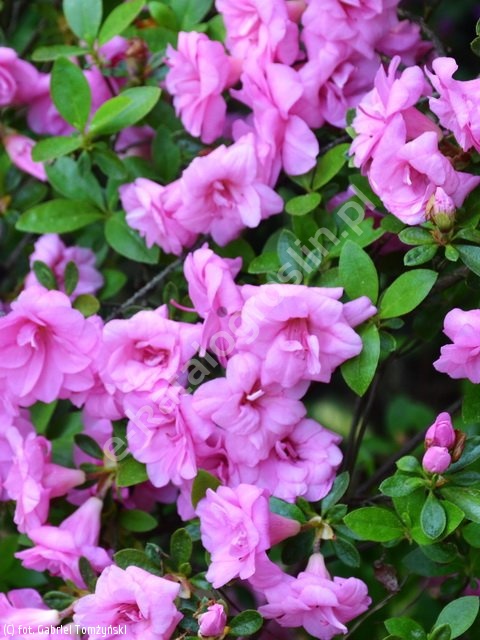 Rhododendron 'Rosebud