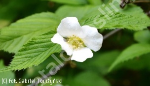 zdjecie rosliny: różowiec biały