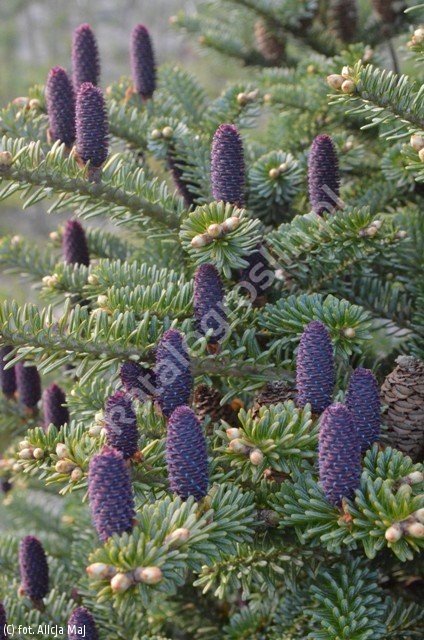 Abies koreana 'BLUE EMPEROR' 